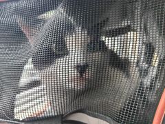 -艾贝尔宠物医院 ·内科全科(梁溪路店)