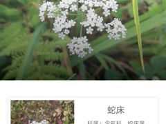 -大九湖