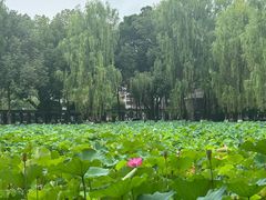 -四川大学(望江校区)