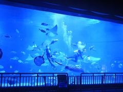 -烟台海昌鲸鲨海洋公园