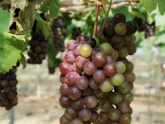 -海堤葡萄园中小学生研学基地