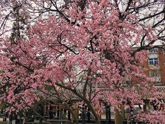 -桃花堤公园