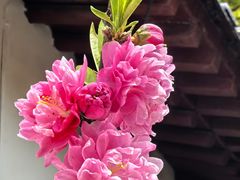 -南汇桃花村