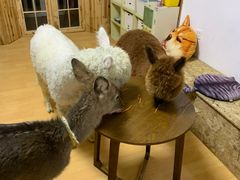 -猫色咖啡·猫咖