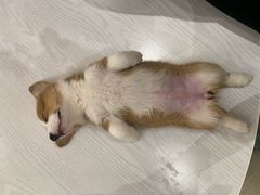 -浣熊柯尔鸭土拨鼠·电玩咖