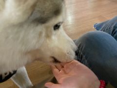-Husky Go! 哈士奇体验馆·宠物咖啡厅狗咖