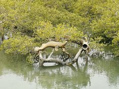 -北海金海湾红树林生态旅游区