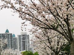 -西北湖绿化广场
