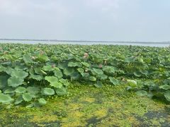 -渔娘蟹庄(阳澄湖莲花岛店)