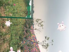 -空港花田景区
