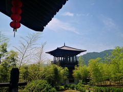 -大唐贡茶院
