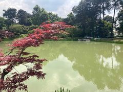 -铁山坪森林公园