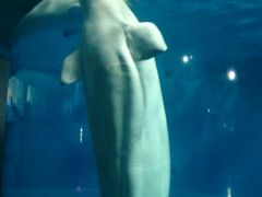 -泉城欧乐堡海洋极地世界