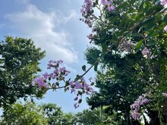 -蓬莱阁景区