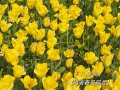 -石家庄市植物园