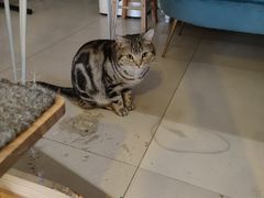 -平行世界·猫咖(首经贸店)