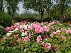 -洛阳市隋唐城遗址植物园
