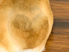 -豆柴町-柴犬主题狗咖(红鼎国际C座店)