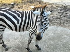 -清迈夜间动物园