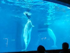 -海合安成都极地海洋公园