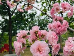 -天适樱花悠乐园