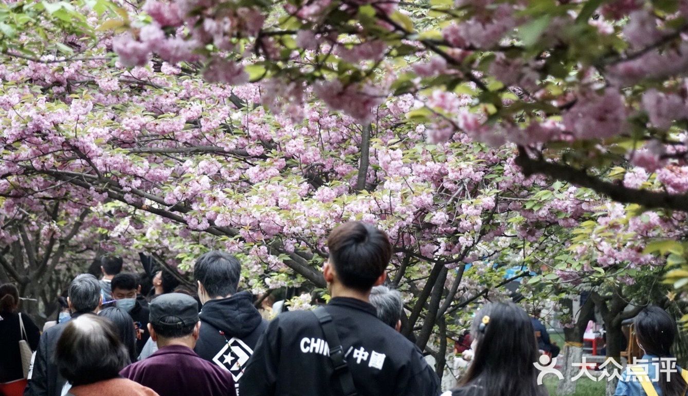 西安青龙寺乐游原踏青赏樱好地