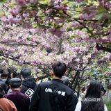 西安青龙寺乐游原踏青赏樱好地