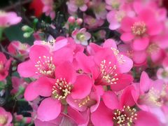 -秦美花卉(天朗·莱茵小城2期店)