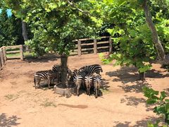 -西霞口神雕山野生动物世界