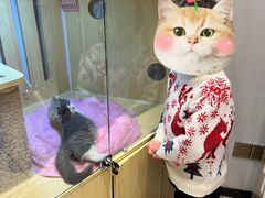 -momokira米努特·德文卷毛猫·棉花面纱犬