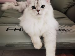 -FAELING PETS美天灵宠物(富力广场店)