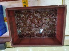 -瑞记湛江鸡饭店·粤西第一鸡(粤垦店)