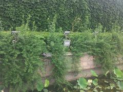 -嘉定紫藤园