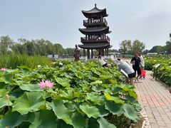 -白洋淀景区