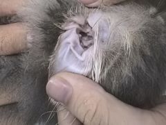 -四月宠物医院·猫专科·心脏专科·内科(转塘店)
