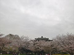 -武汉大学-樱园