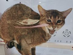 -FAELING PETS美天灵宠物(合生汇店)