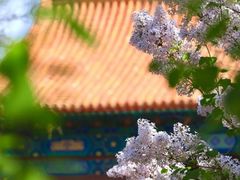 -故宫博物院(故宫)