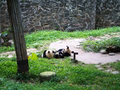 -都江堰中华大熊猫苑