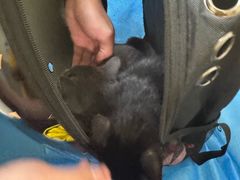 -爱派特动物医院·全科诊疗中心