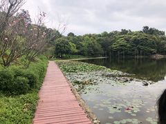 -广州市石门国家森林公园