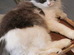 -飞行喵MR PILOT|猫舍·猫咖(静安大融城店)
