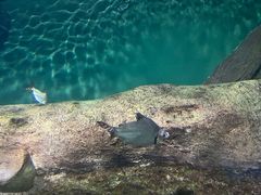 -上海海洋水族馆