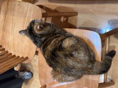 -是阿柴呀！柴犬咖啡·爱喵喵猫咖