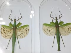 -上海昆虫博物馆