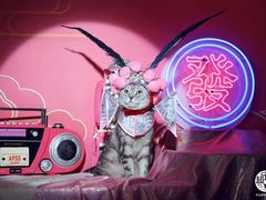 -超宠爱宠物摄影-Super pet