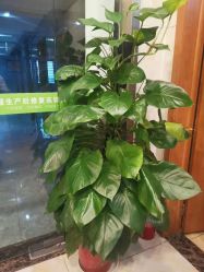点击看大图 -Dr.林醫生产后修复·配方产康(南京江宁万达店)