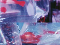 -华声天桥民俗文化园