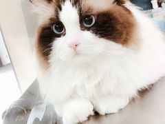 -申普宠物医院·心脏介入·心血管微创(总院)