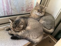 -天宠宠物医院24小时·急重症诊疗中心·全科·腔镜特色(和平分院)